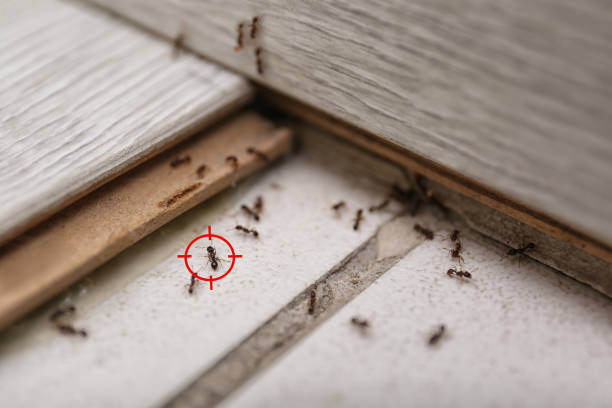 Wasp Removal Services in Pomona, NY