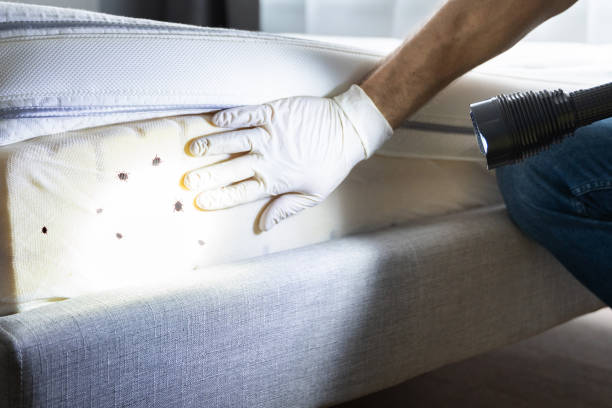 Best Pest Inspection Near Me  in Pomona, NY