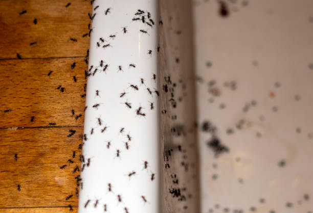 Best Pest Control Near Me in Pomona, NY