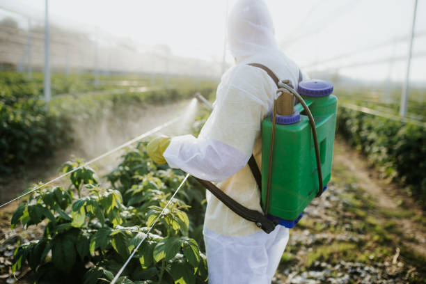 Best Termite Control Services  in Pomona, NY